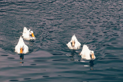 High angle view of swans swimming in lake