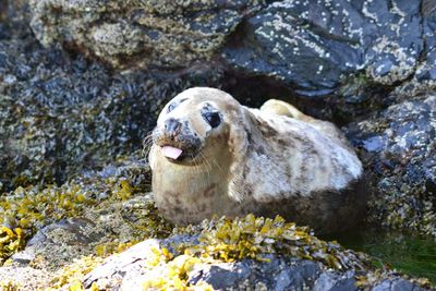 Close-up of seal in water