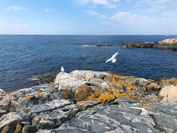 Seagulls on rock by sea against sky