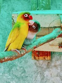 View of parrot perching on wood