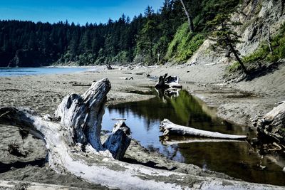 Driftwood on rock by lake in forest