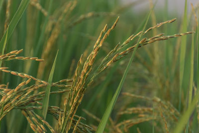 Close-up of rices growing on field