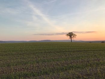 Scenic view of field against sky during sunset