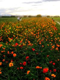 Close-up of flowering plants on field against orange sky