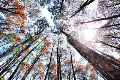 Low angle view of trees against sky