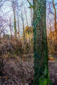 Trees growing in forest during autumn