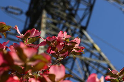 Low angle view of pink flowers