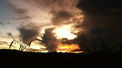 Silhouette plants on field against dramatic sky during sunset