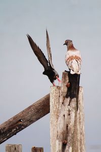 Low angle view of birds perching on wooden post