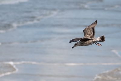 Seagull flying in the sea