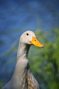 Close-up of a bird