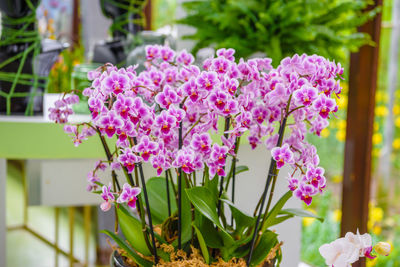 Close-up of pink flowering plant