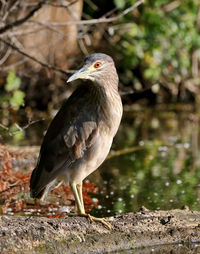 Close-up of a bird perching on a land