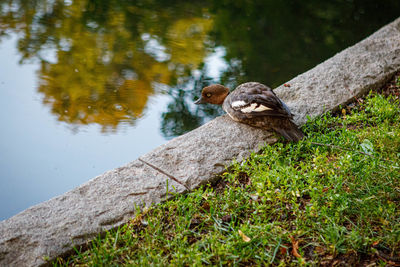 View of bird on rock by pond