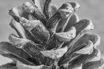 Close-up of dried plant