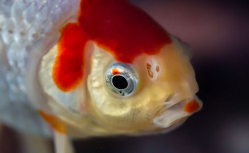 Extreme close-up of koi carp 