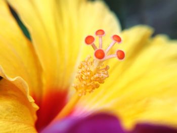 Close-up of fresh yellow flower blooming outdoors