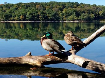 Birds perching on tree by lake