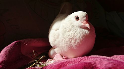 Close-up of dove on egg