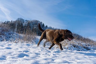 Dog on snow covered land