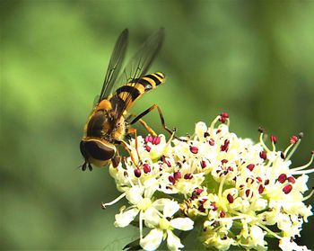 Close-up of bee pollinating on flower