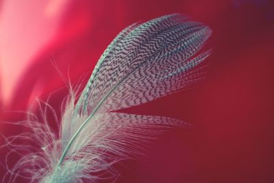 Close-up of feather against red background