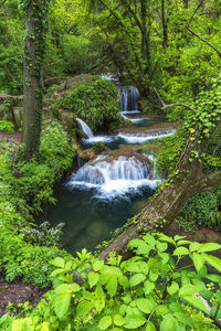 Scenic view of waterfall in forest