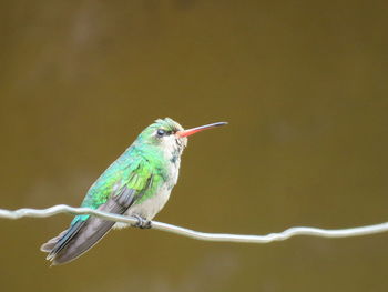 Close-up of bird perching on twig