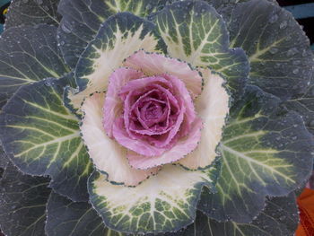 Close-up of pink rose