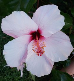 Close-up of pink hibiscus flower