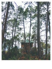 Trees growing in abandoned building