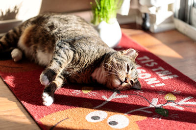 Cat lying on bed at home