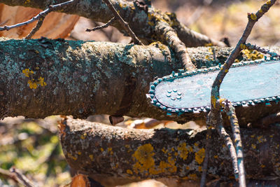 Close-up of wooden post