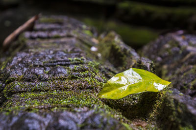 Close-up of green leaf on rock