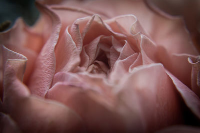 Close-up of rose