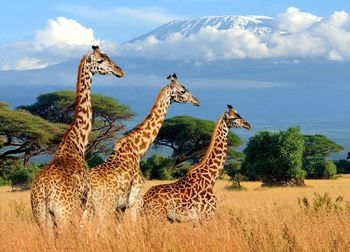 View of a zebras on landscape against sky