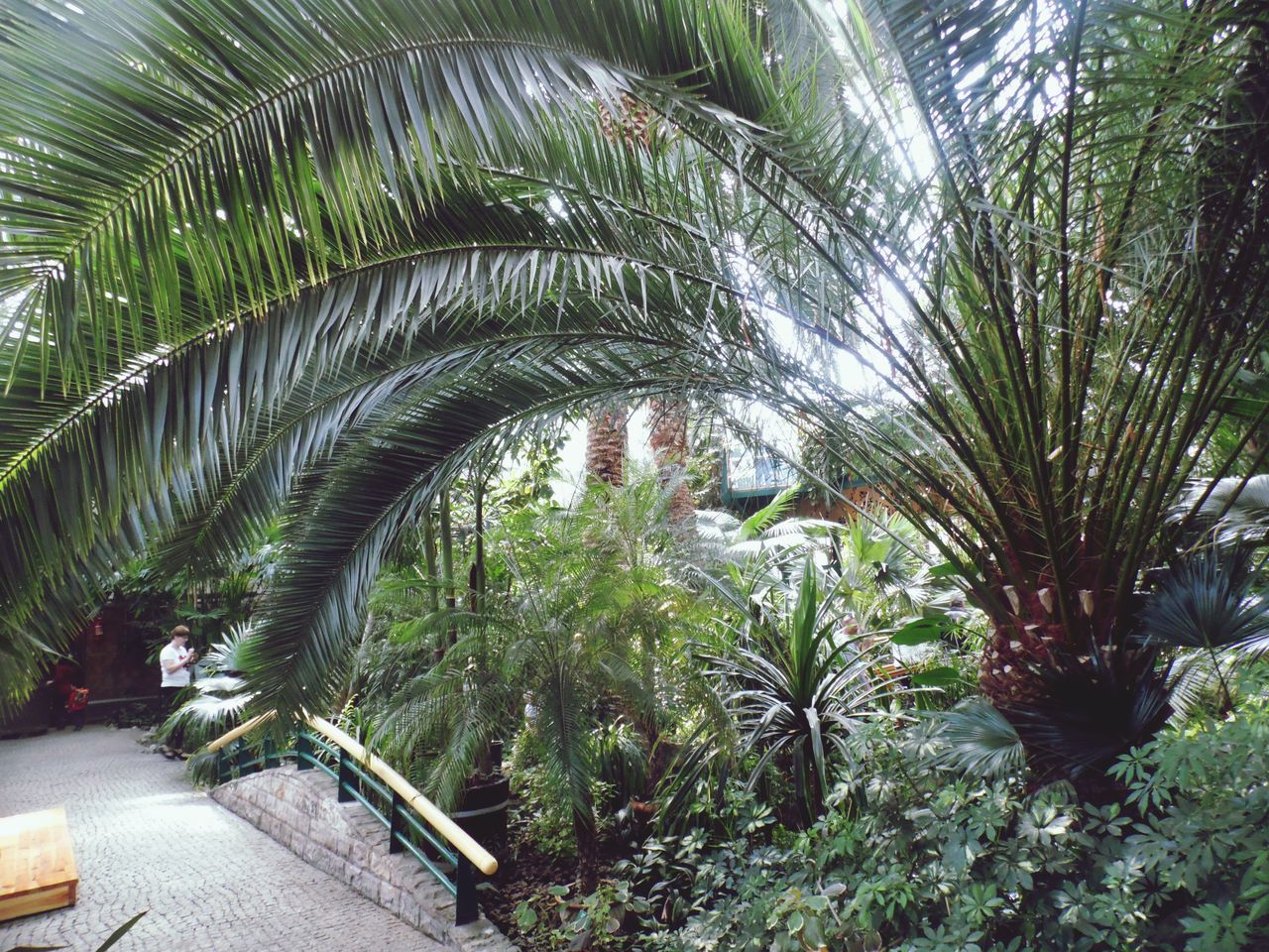 VIEW OF PALM TREES AGAINST SKY