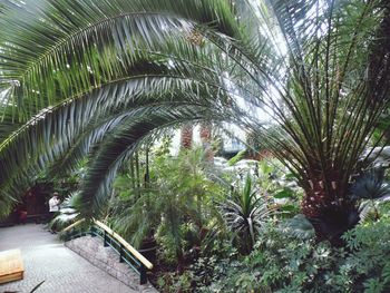 Palm trees in greenhouse