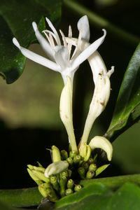 Close-up of plant