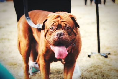 Portrait of dog standing on land