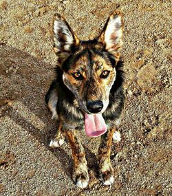 High angle portrait of dog on street