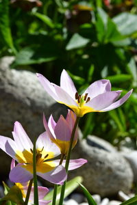 Close-up of purple flowering plant