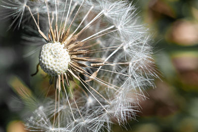 Close-up of dandelion against blurred background