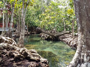 Scenic view of lake in forest