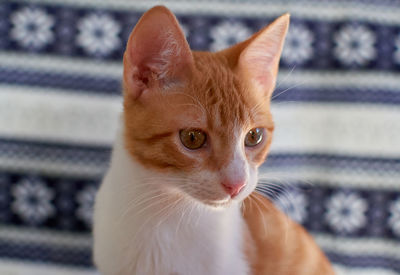 Portrait of cat looking at camera