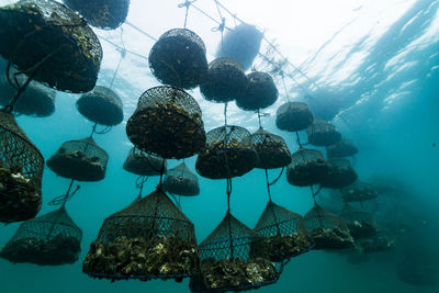 Oyster farm, ishikawa, notojima , japan