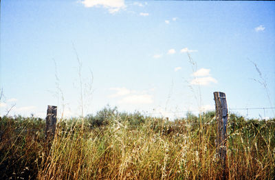 Plants growing on field against sky