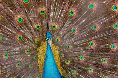 Close-up of peacock