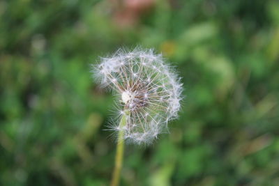 Close-up of dandelion