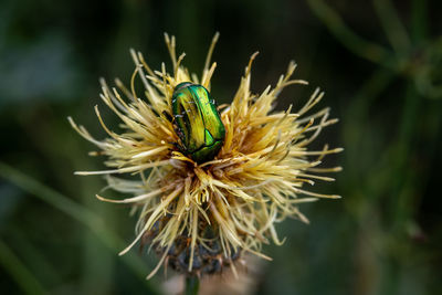 Close-up of insect on flower